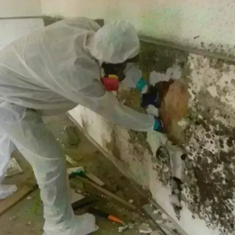 Mold Remediation and Removal in Fort Pierce South, FL